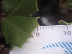 Ceanothus decornutus