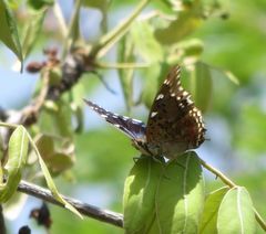 Charaxes guderiana guderiana