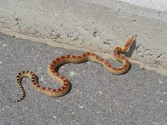 Cape Gopher Snake photo 5