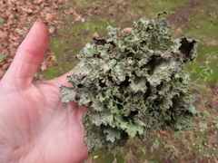 Platismatia norvegica