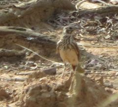 Pinarocorys nigricans