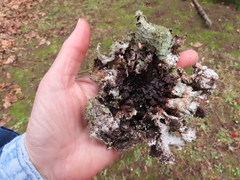Platismatia norvegica