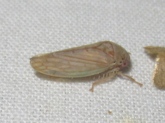 Polana quadrinotata