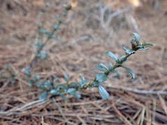 Ceanothus gloriosus porrectus