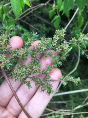Kunzea ambigua