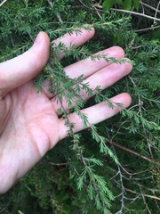 Kunzea ambigua