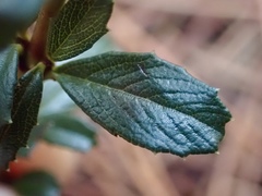 Ceanothus gloriosus porrectus