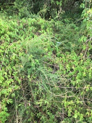 Kunzea ambigua