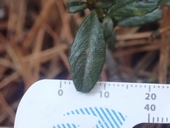Ceanothus gloriosus porrectus