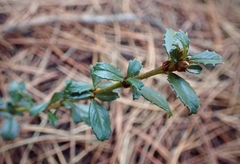 Ceanothus gloriosus porrectus
