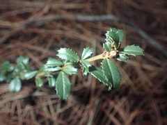 Ceanothus gloriosus porrectus