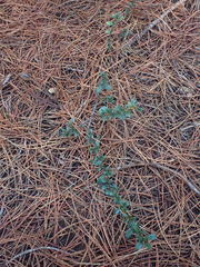 Ceanothus gloriosus porrectus