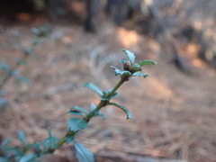 Ceanothus gloriosus porrectus