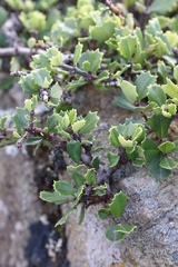 Ceanothus decornutus
