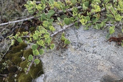 Ceanothus decornutus