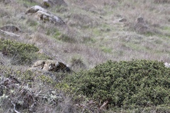 Ceanothus decornutus