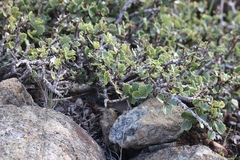 Ceanothus decornutus
