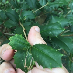 Phytomyza ilicis group