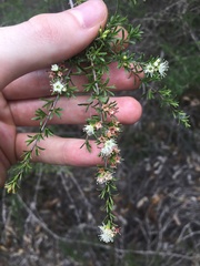 Kunzea ambigua