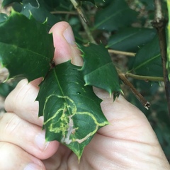 Phytomyza ilicis group