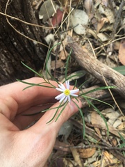 Vittadinia triloba