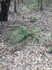 Xanthorrhoea minor minor