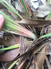 Xanthorrhoea minor minor