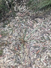 Xanthorrhoea minor minor