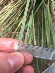 Xanthorrhoea minor minor