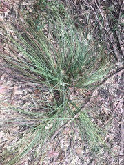 Xanthorrhoea minor minor