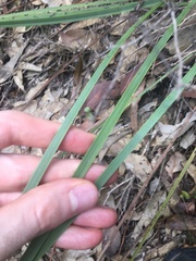 Xanthorrhoea minor minor