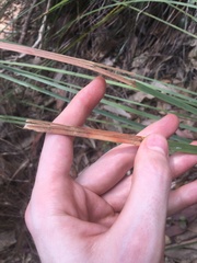 Xanthorrhoea minor minor