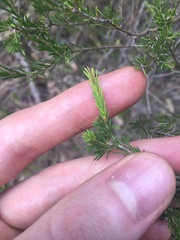 Melaleuca diosmatifolia
