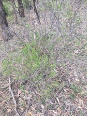Melaleuca diosmatifolia