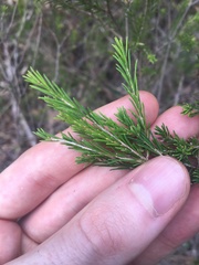 Melaleuca diosmatifolia