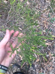Melaleuca diosmatifolia