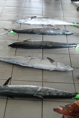 Scomberomorus commerson