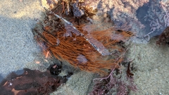 Sarcodiotheca