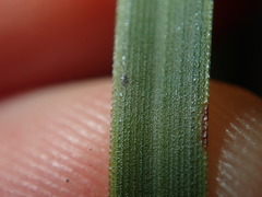 Xanthorrhoea minor minor