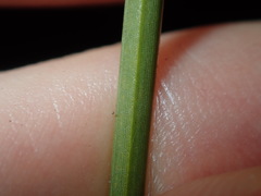 Xanthorrhoea minor minor