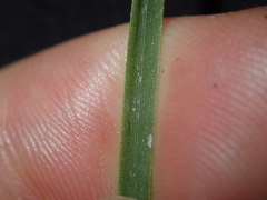 Xanthorrhoea minor minor