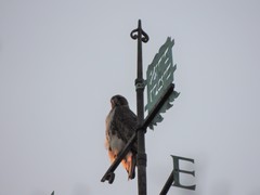 Buteo jamaicensis