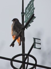 Buteo jamaicensis