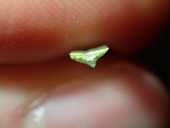 Xanthorrhoea minor minor