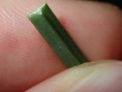 Xanthorrhoea minor minor