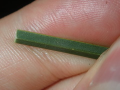 Xanthorrhoea minor minor