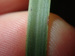 Xanthorrhoea minor minor