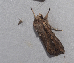 Persectania dyscrita