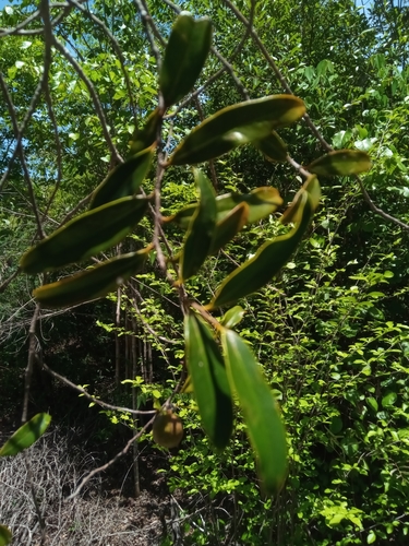 Cinnamosma madagascariensis image