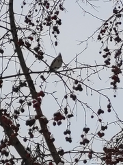 Bombycilla garrulus